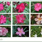 Oleander -2-