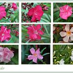 Oleander -2-