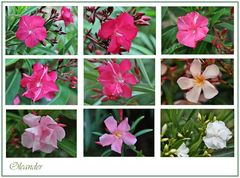 Oleander -2-