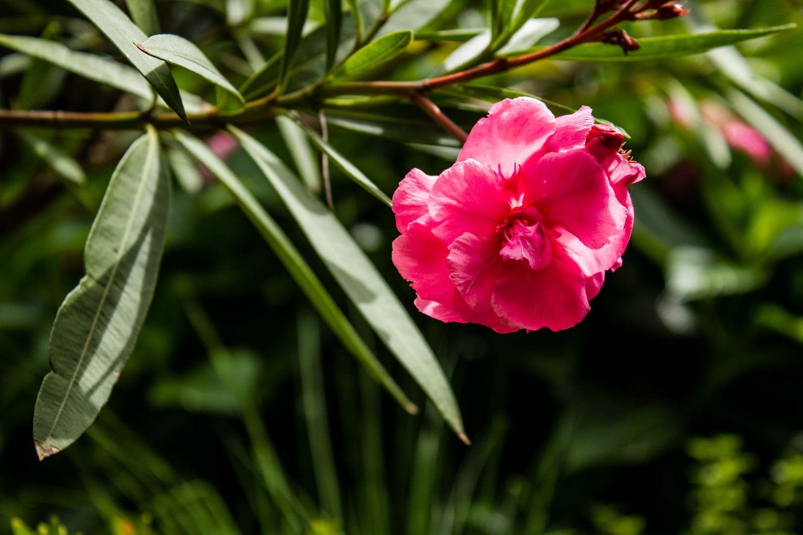 Oleander #2