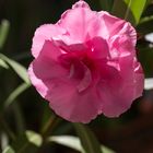 Oleander - 2