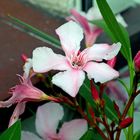 Oleander