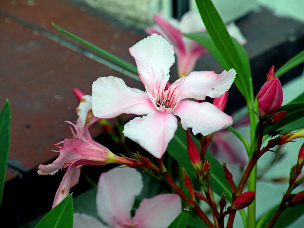 Oleander