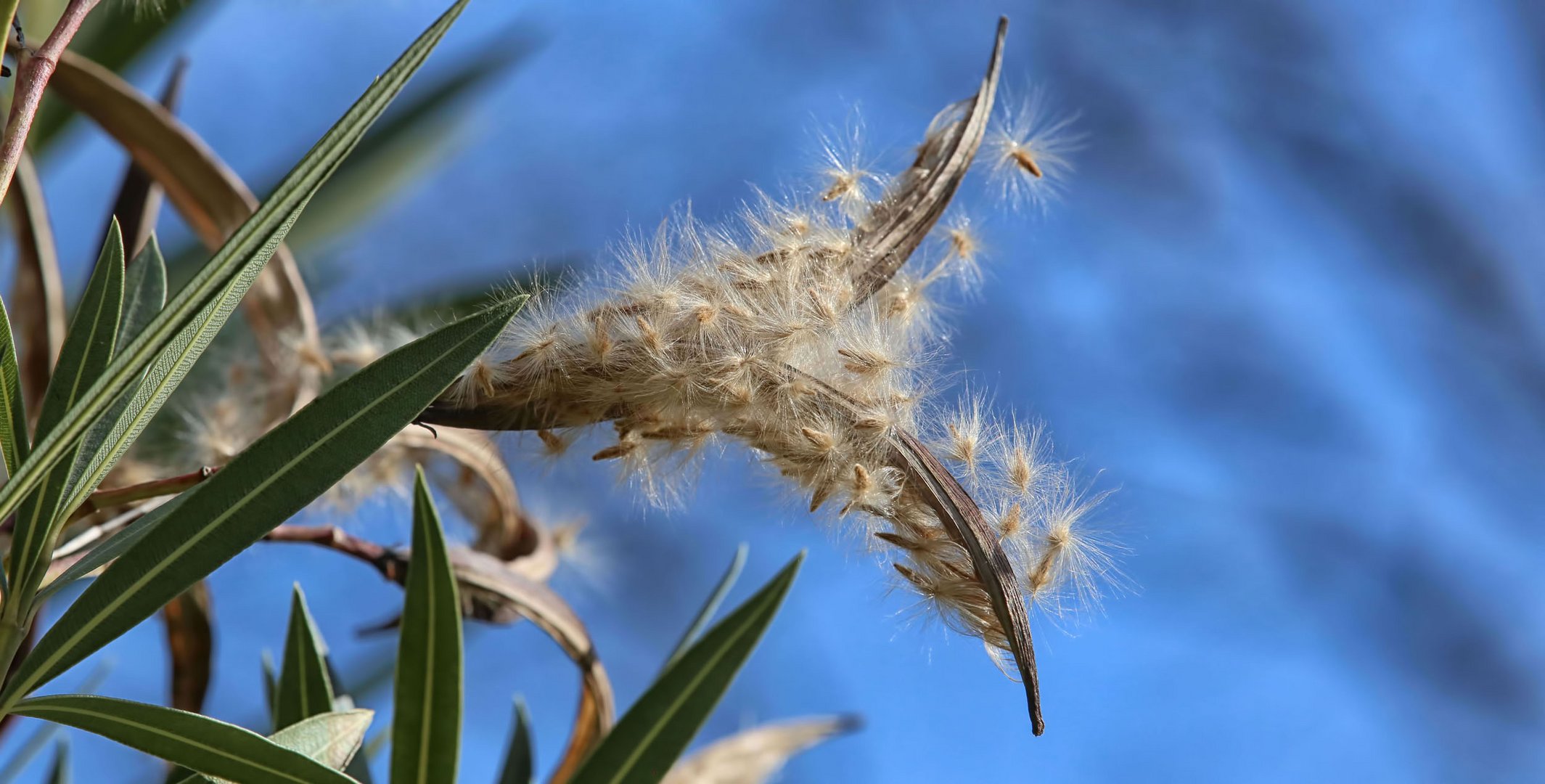 Oleander