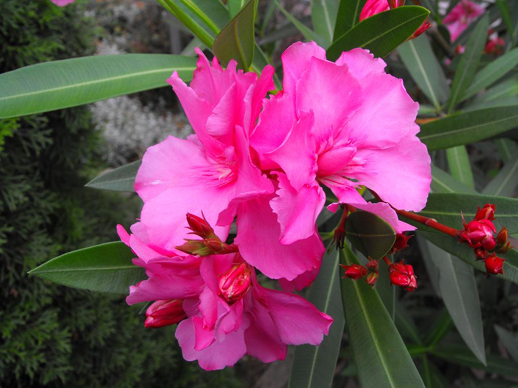 Oleander