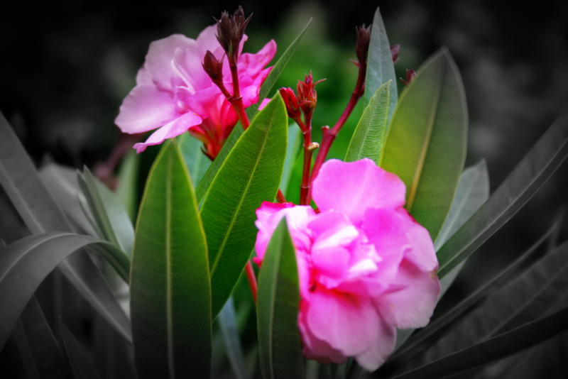 OLEANDER