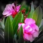 OLEANDER