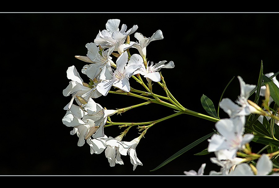 Oleander