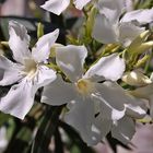 Oleander