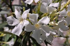 Oleander