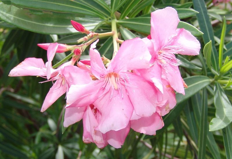 Oleander