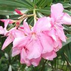 Oleander