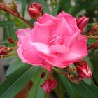 Oleander