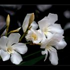 * Oleander *