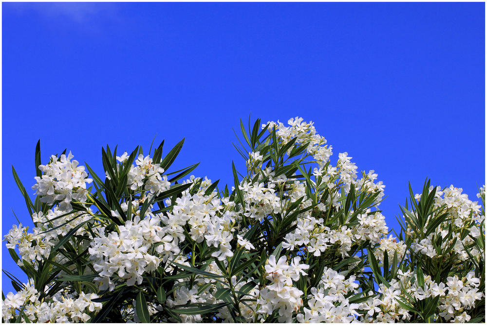 Oleander