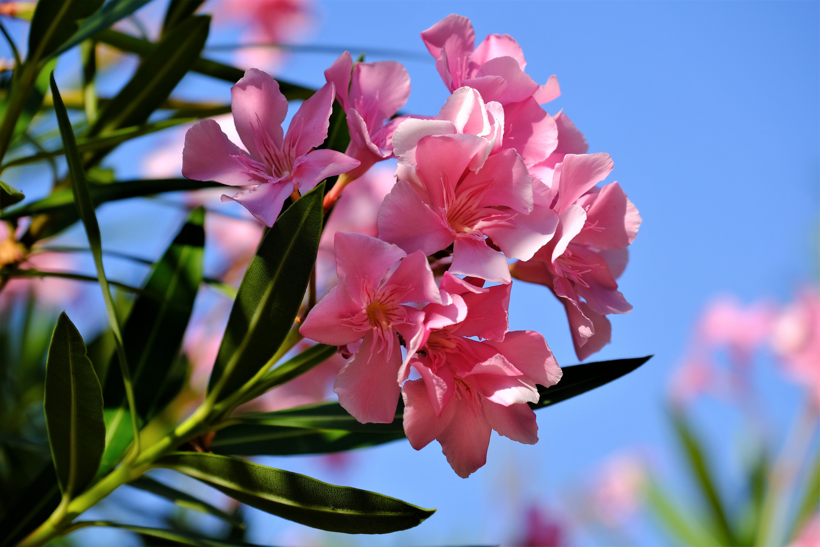 Oleander