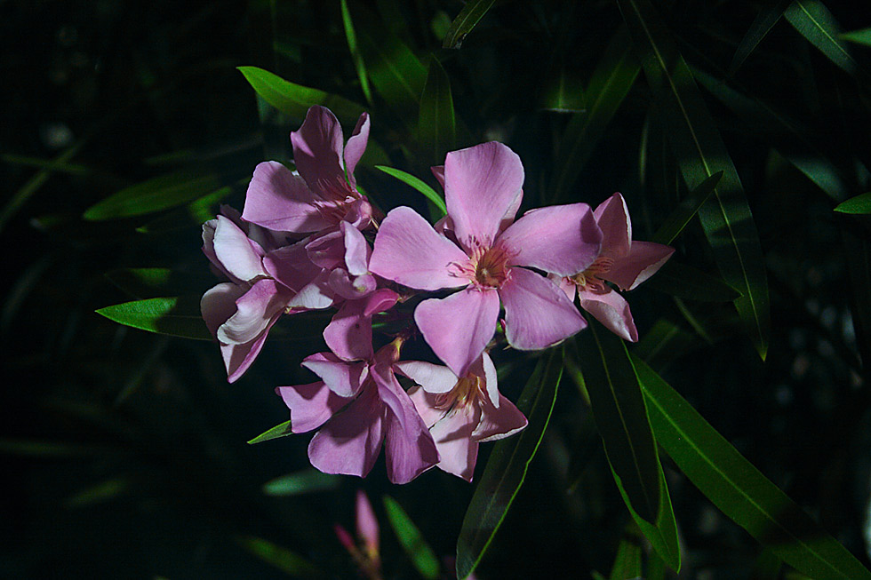 Oleander