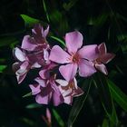 Oleander