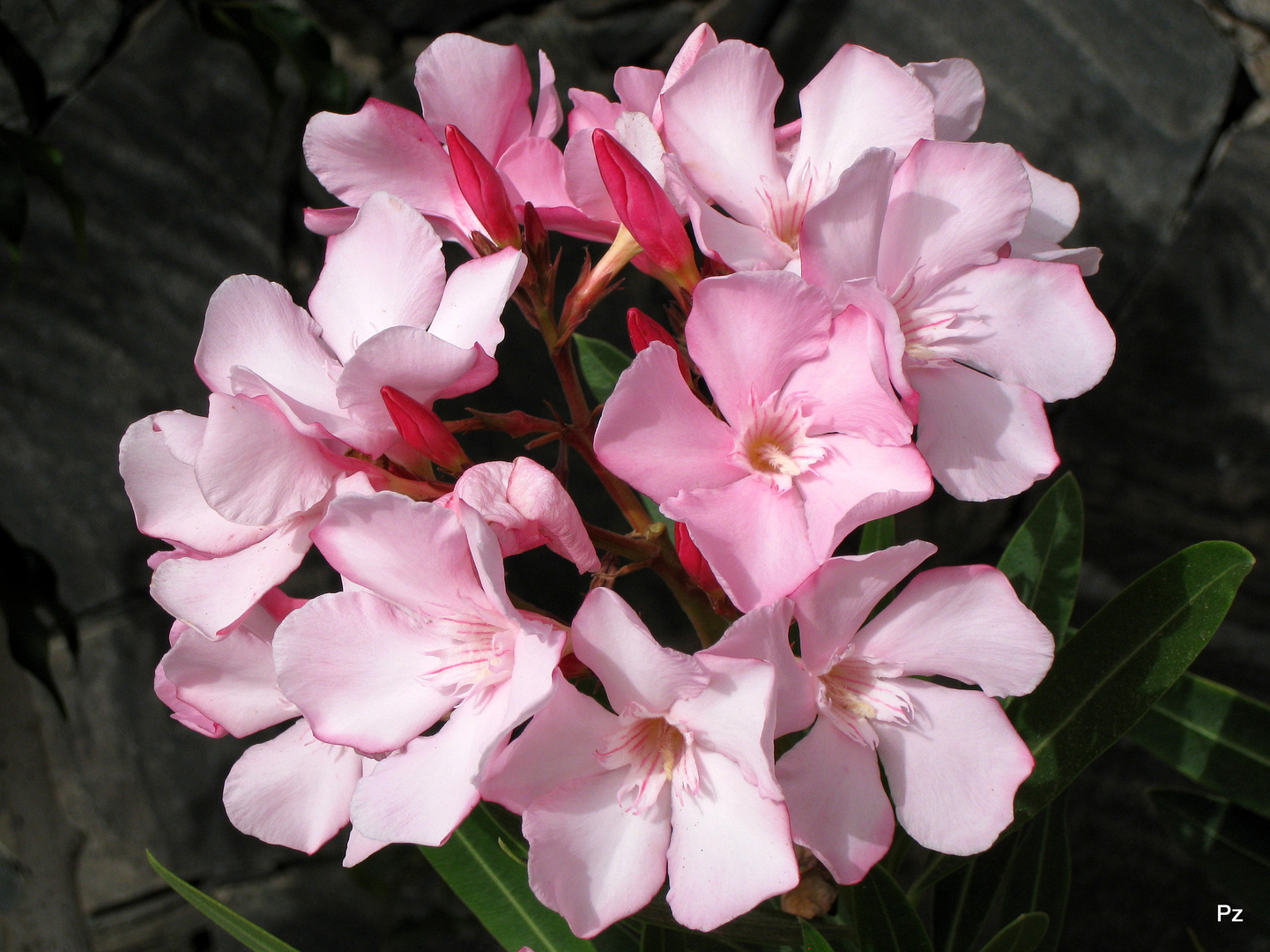 Oleander ...