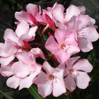 Oleander ...