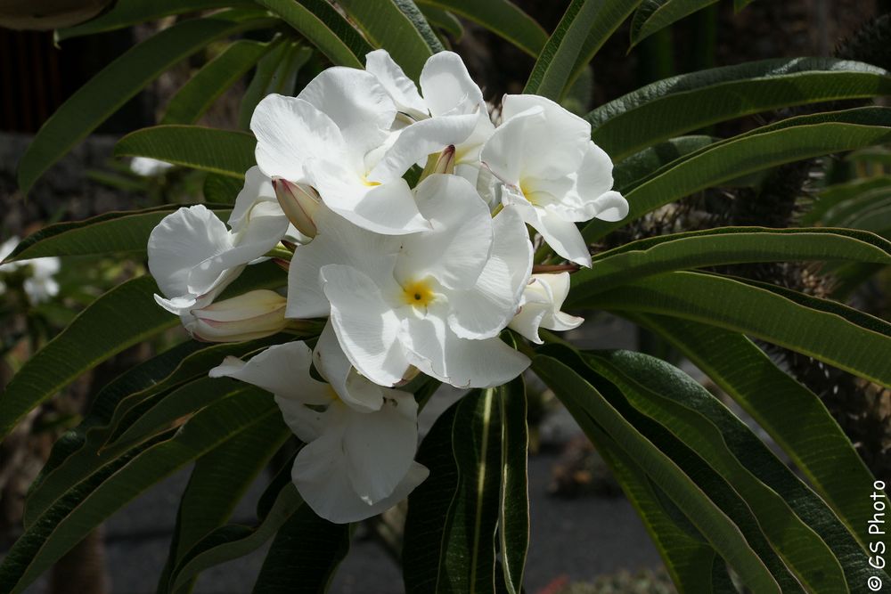 Oleander