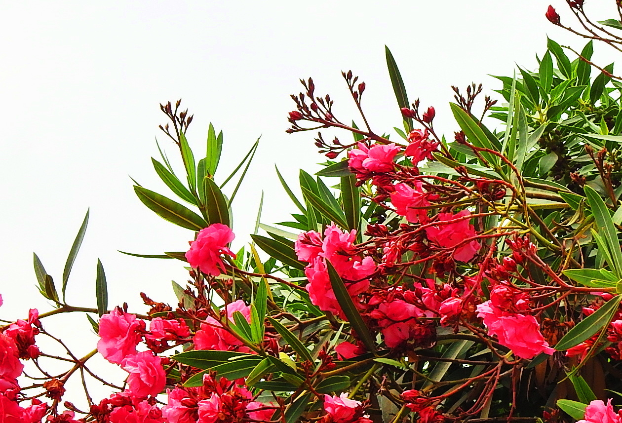 Oleander....