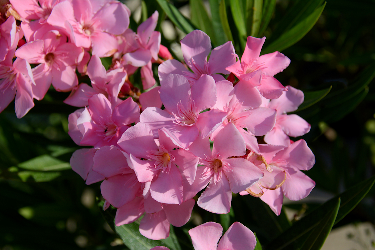 oleander