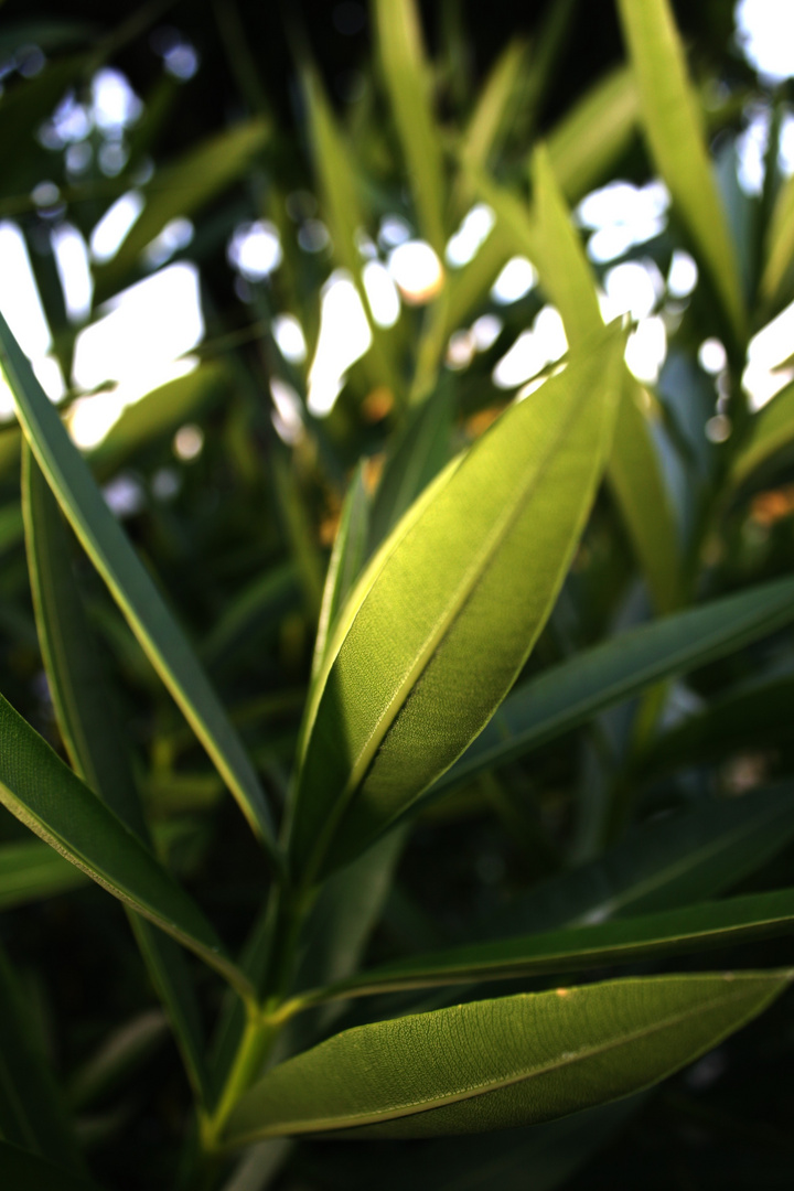 Oleander.