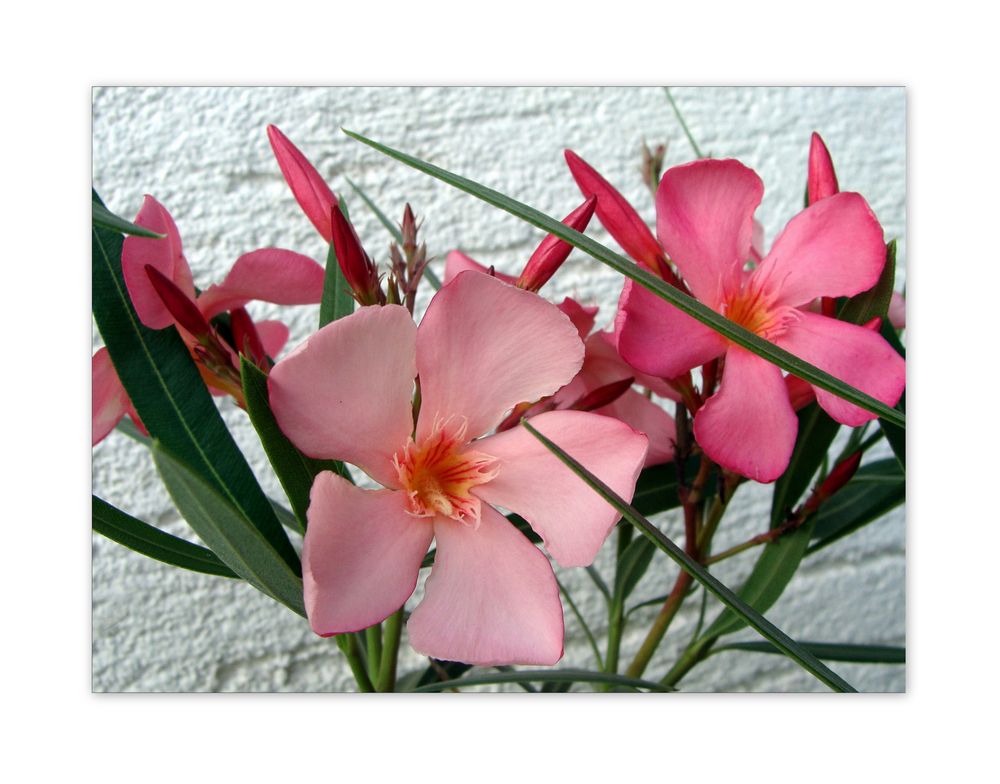 Oleander