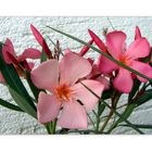 Oleander