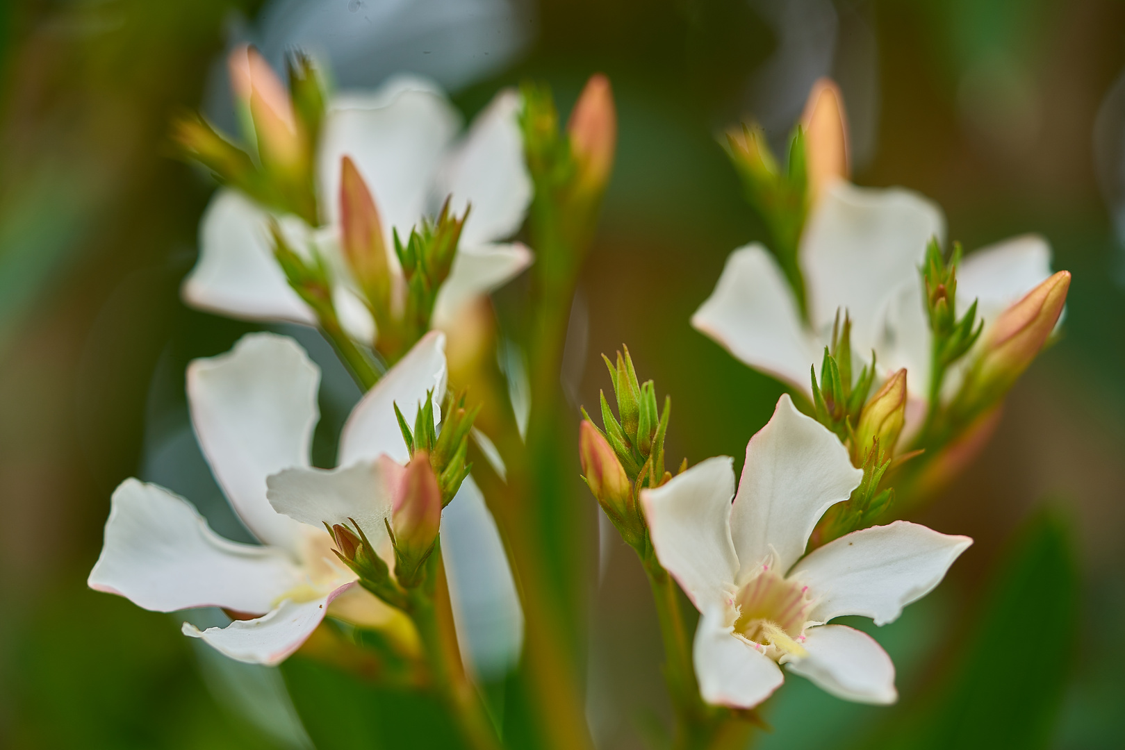 Oleander