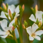 Oleander