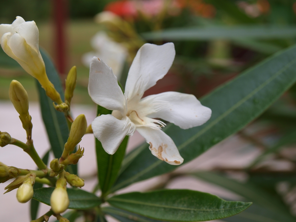 Oleander ...