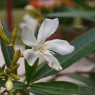 Oleander ...