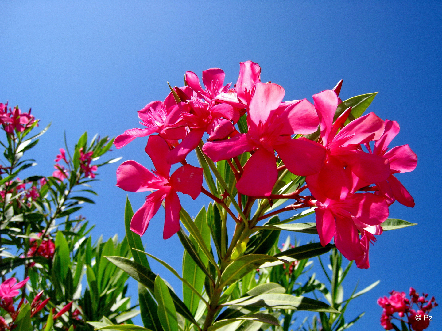 Oleander ...