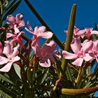 Oleander