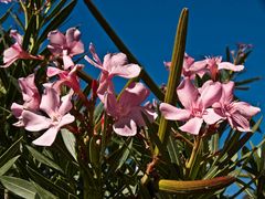 Oleander