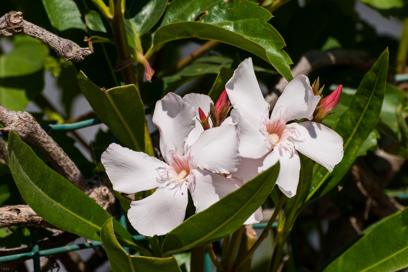 Oleander