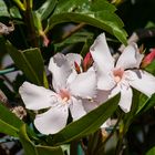 Oleander