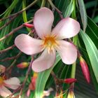 Oleander