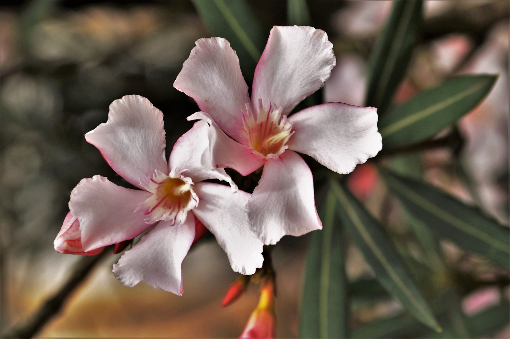 Oleander ...