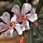 Oleander ...