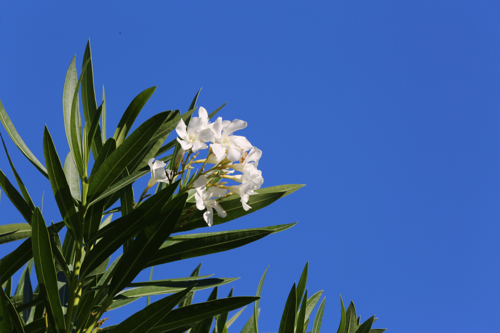 Oleander