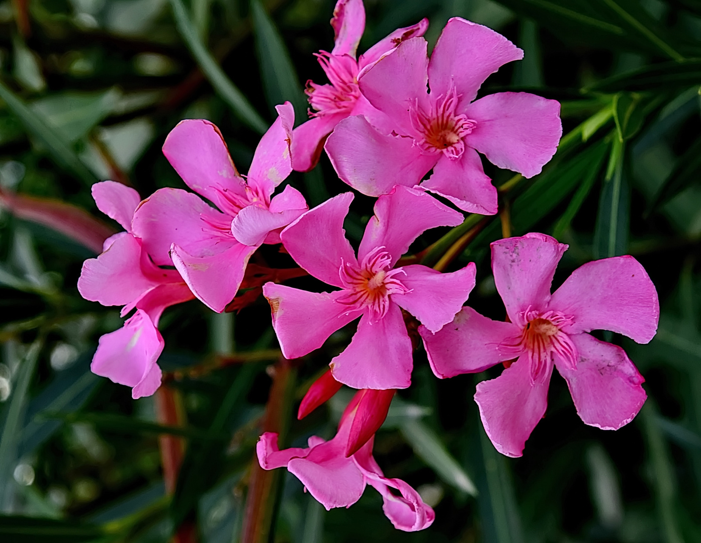 Oleander