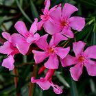 Oleander