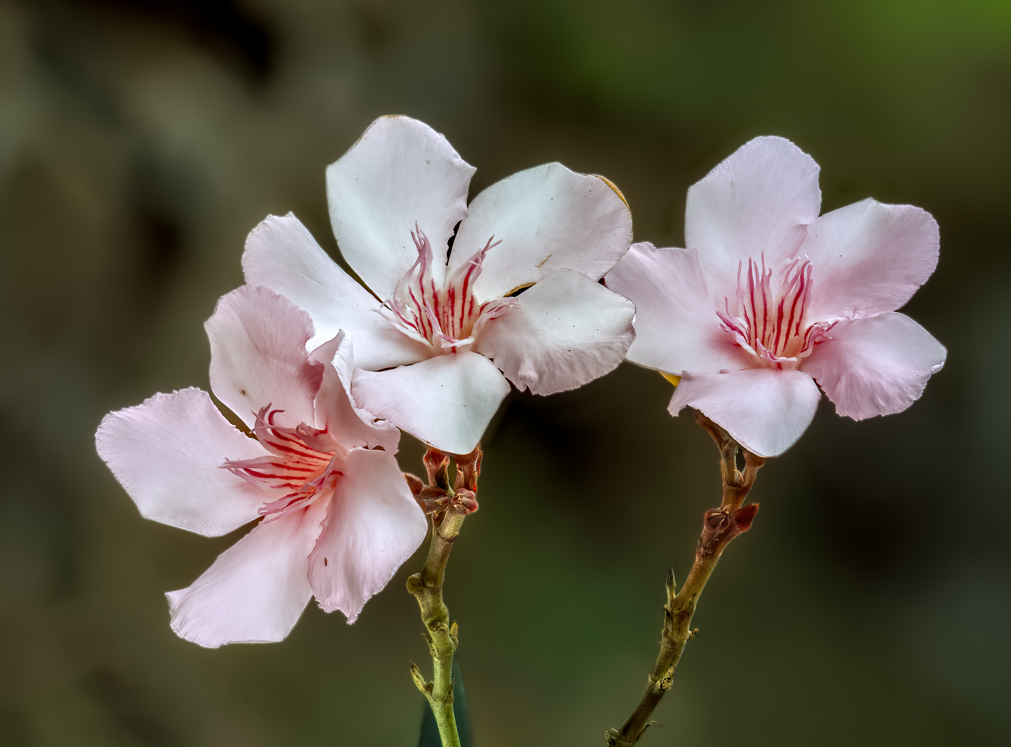 Oleander