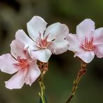 Oleander