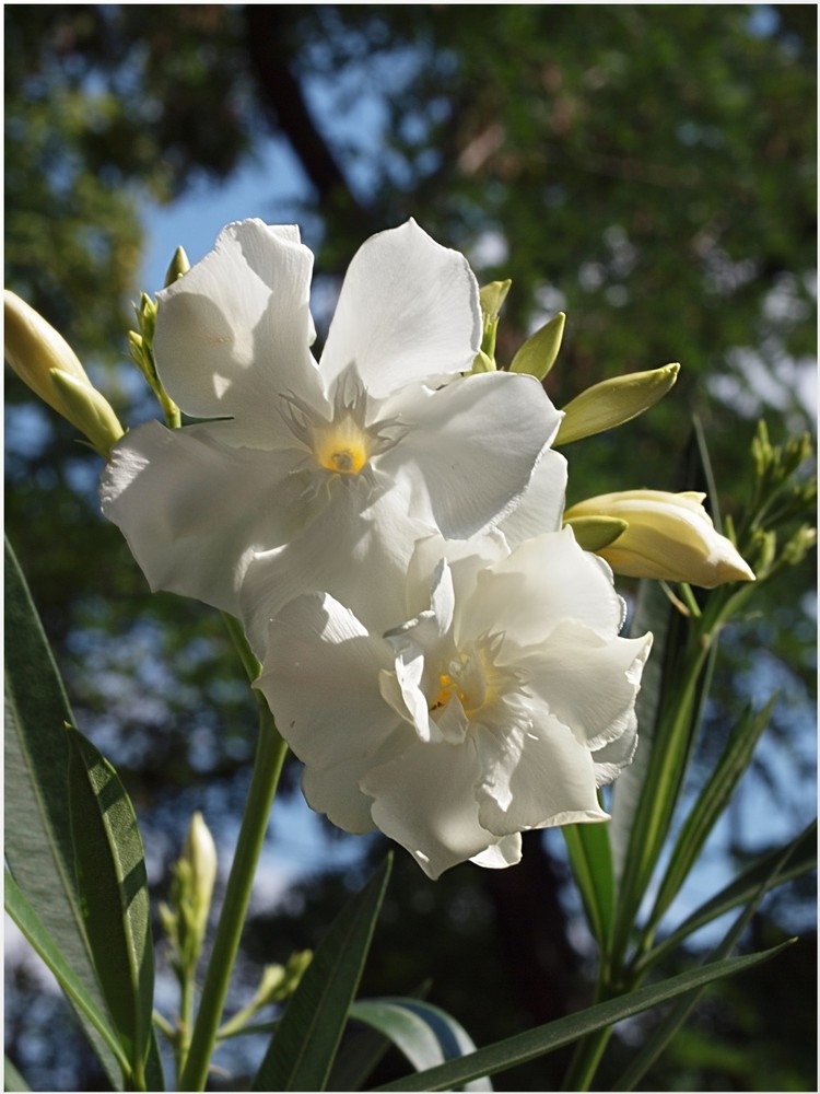 Oleander