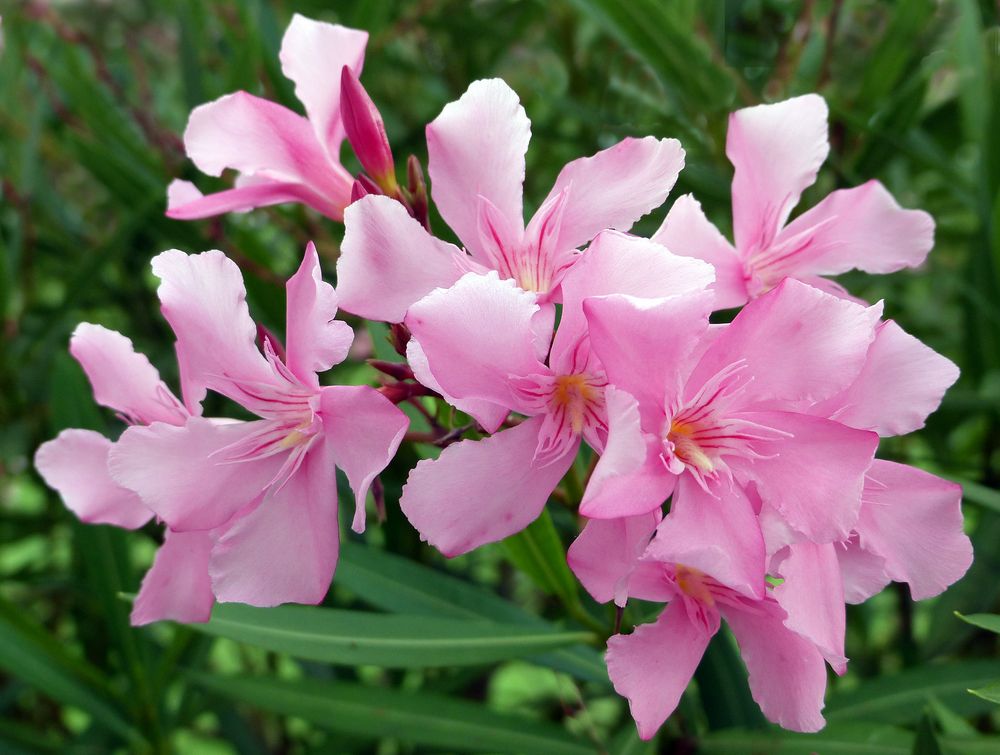 Oleander