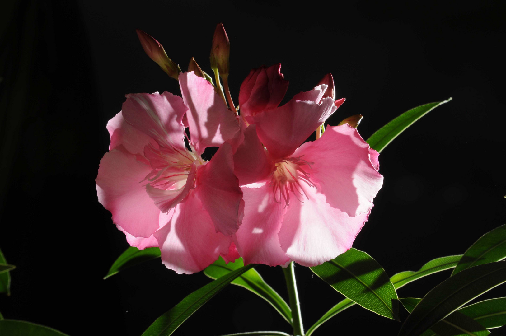 Oleander